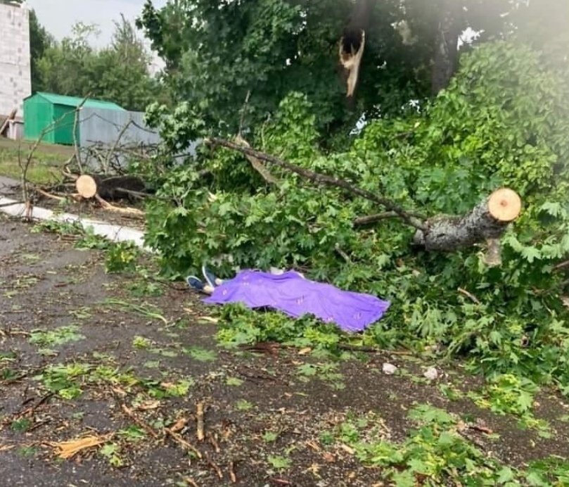 Семье женщины, погибшей от упавшего дерева под Ярославлем, окажут материальную помощь