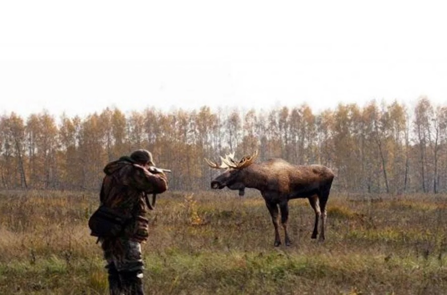 В Ярославской области сына чиновника, обязанного пресекать незаконную охоту, подозревают в браконьерстве