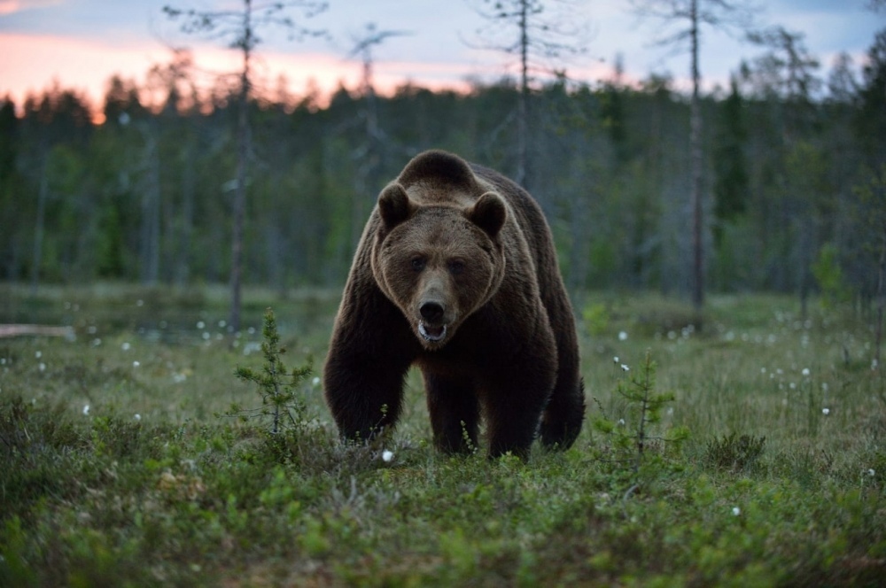 В Ярославской области крупный медведь попался в фотоловушку