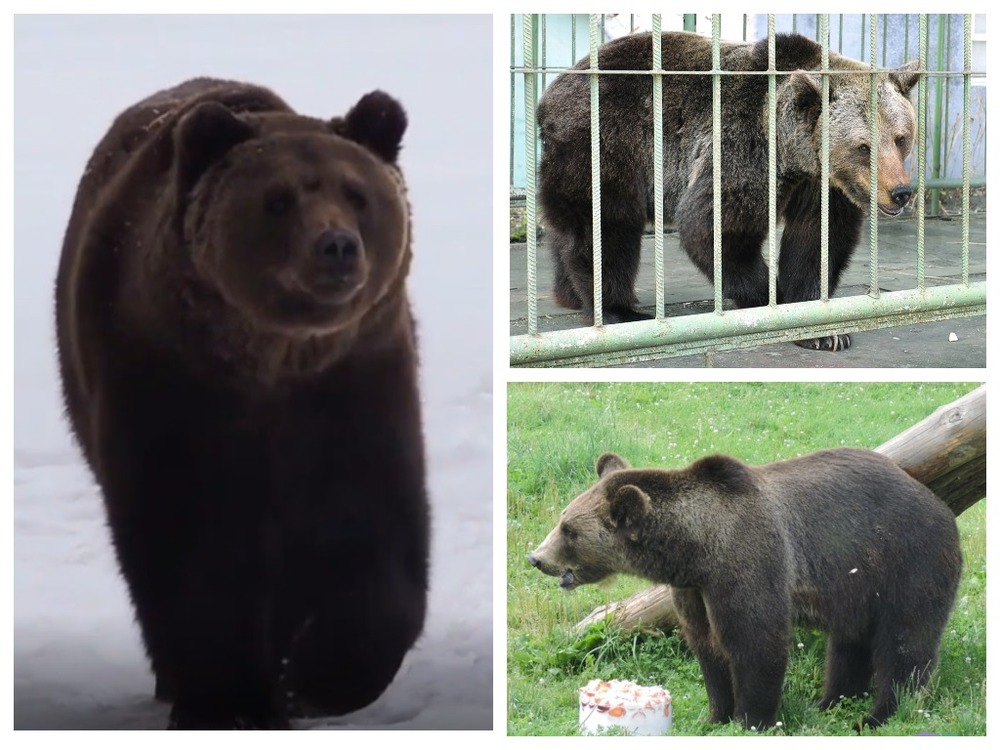 Почему медведь ярославль. Мишка Ярославль в зоопарке. Медведь в Ярославской области. Медведь в спячке. Зеленый медведь в зоопарке.