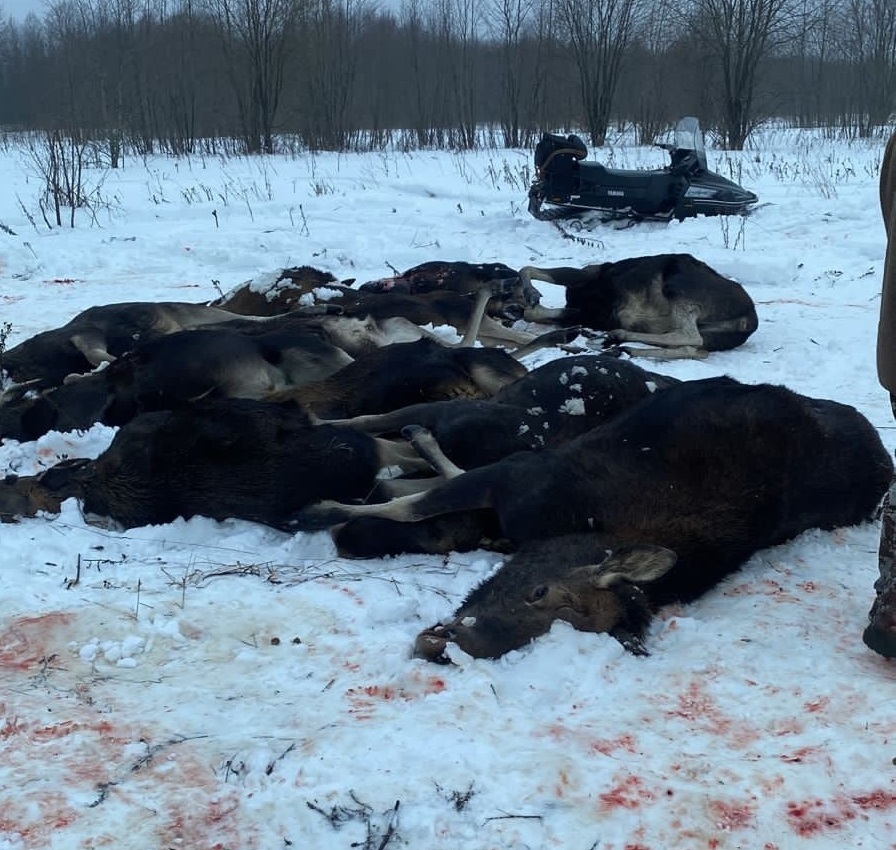 «Всё снимали на видео»: под Ярославлем в загоне расстреляли около двадцати лосей