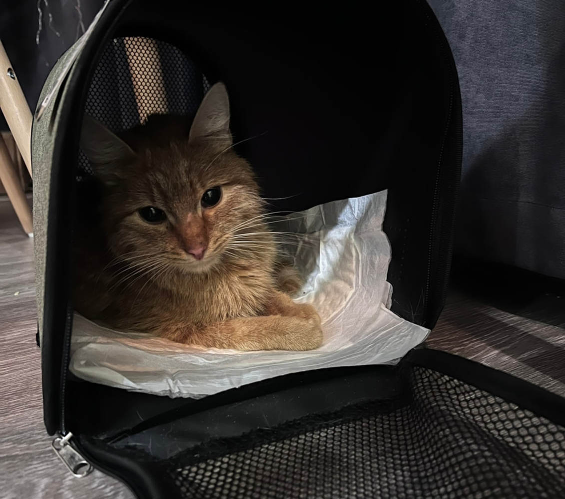В Ярославле зоозащитники рассказали о состоянии выкупленного у живодера кота 