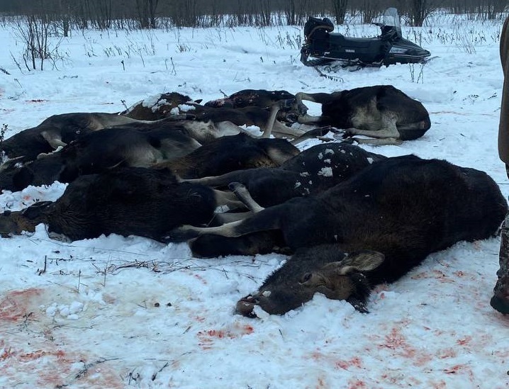 Чиновники ярославского правительства занизили ущерб от бойни лосей