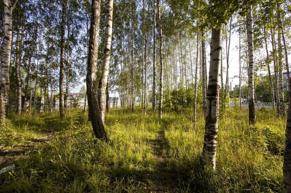 В Ярославской области самой распространенной породой дерева стала береза