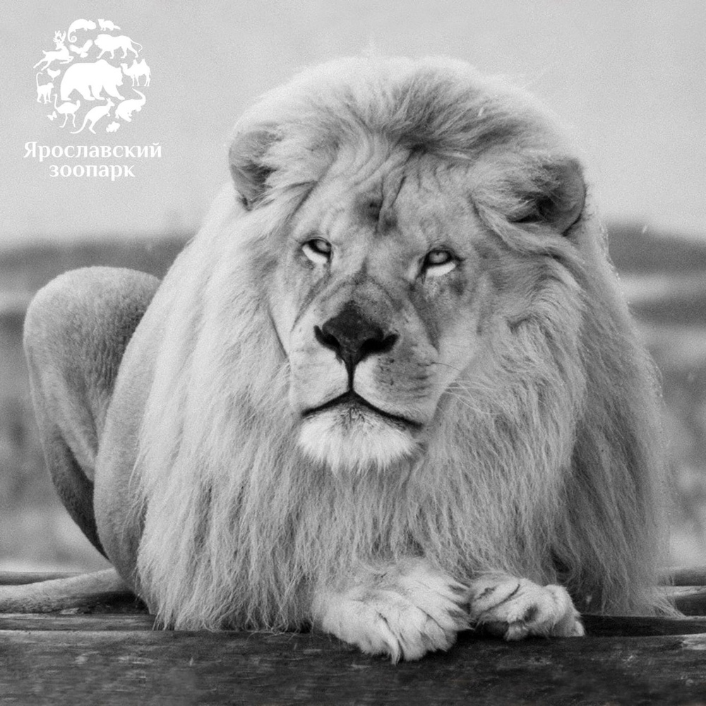 В Ярославском зоопарке умер белый лев Ярос