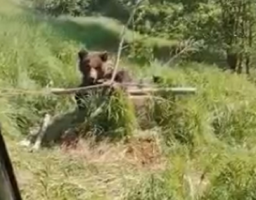 В Ярославской области медведь провалился в колодец