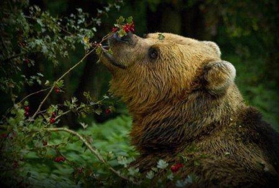 Ярославского ветврача осудили за подлог анализов убитого медведя