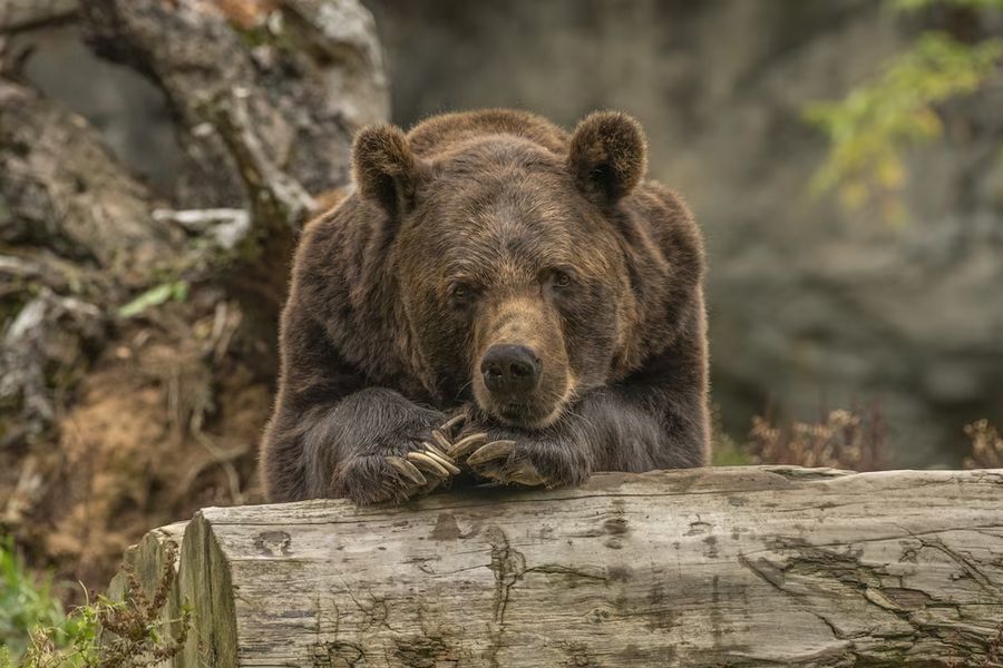 Жителей Крайнего Севера защитят от неожиданных встреч с бурыми медведями