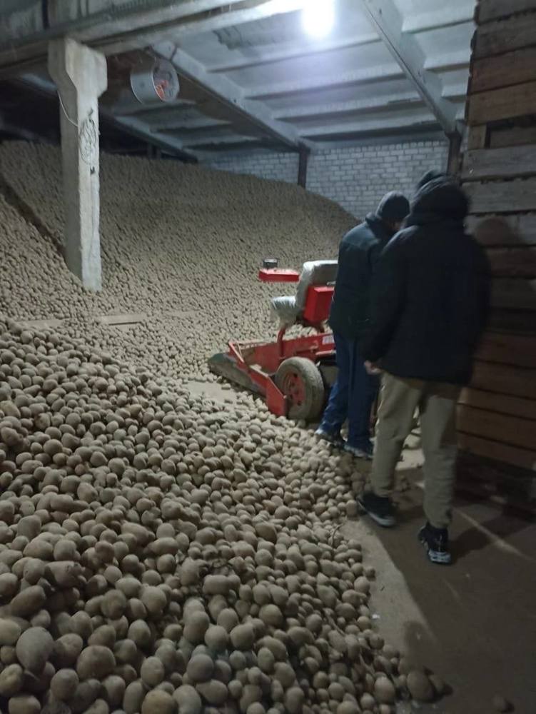 Ярославские приставы арестовали больше тысячи тонн картофеля