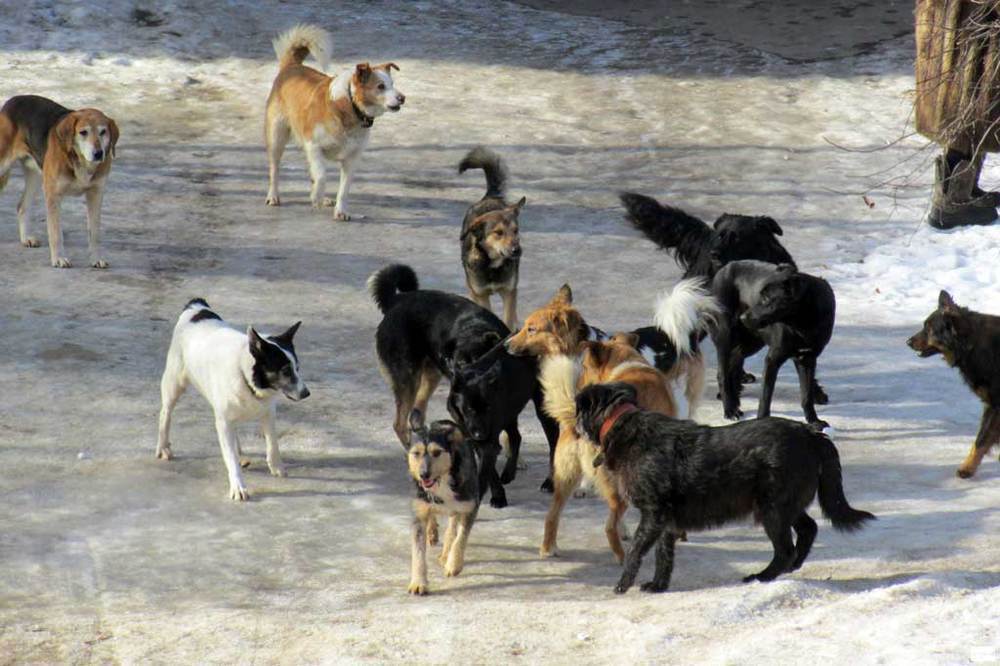 В Данилове пройдет отлов бродячих собак
