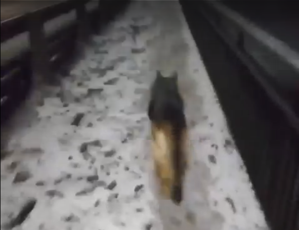 Даже собака спотыкается: ярославец недоволен снегом на Толбухинском мосту