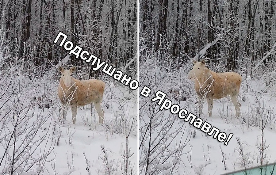 В Ярославской области заметили лося-альбиноса