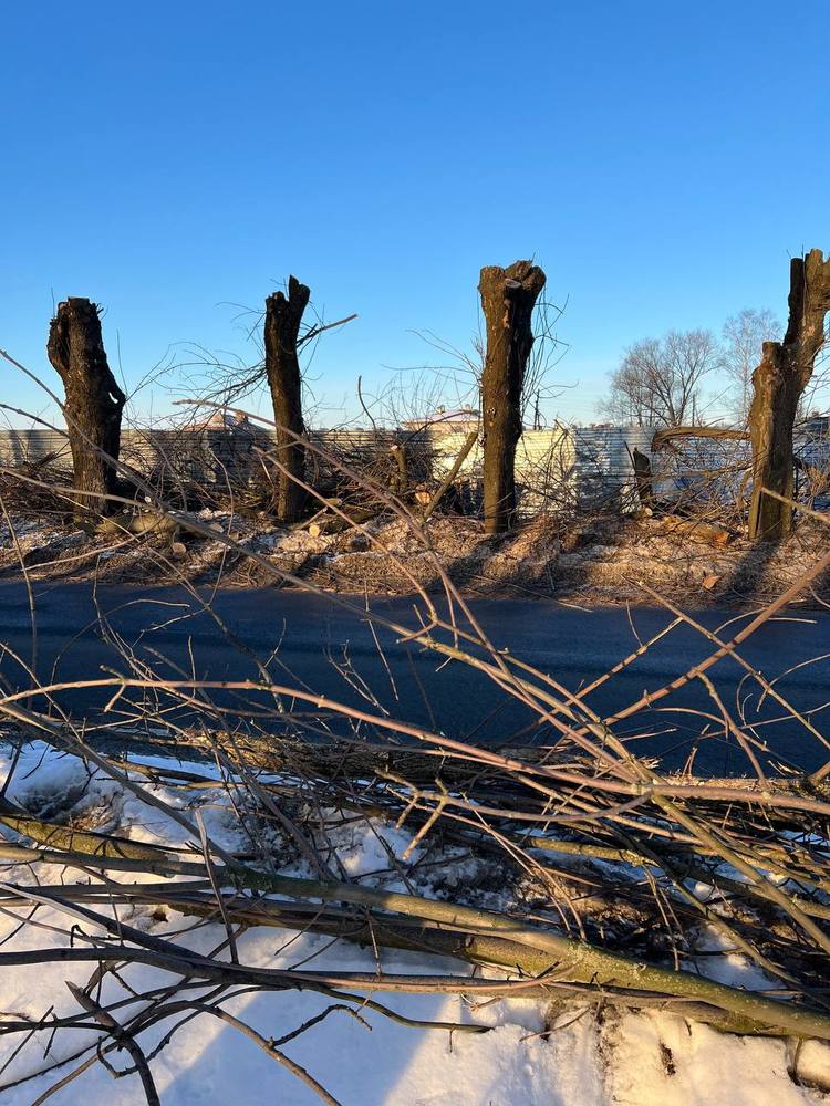 Ярославцы недовольны вырубкой деревьев в Тверицах