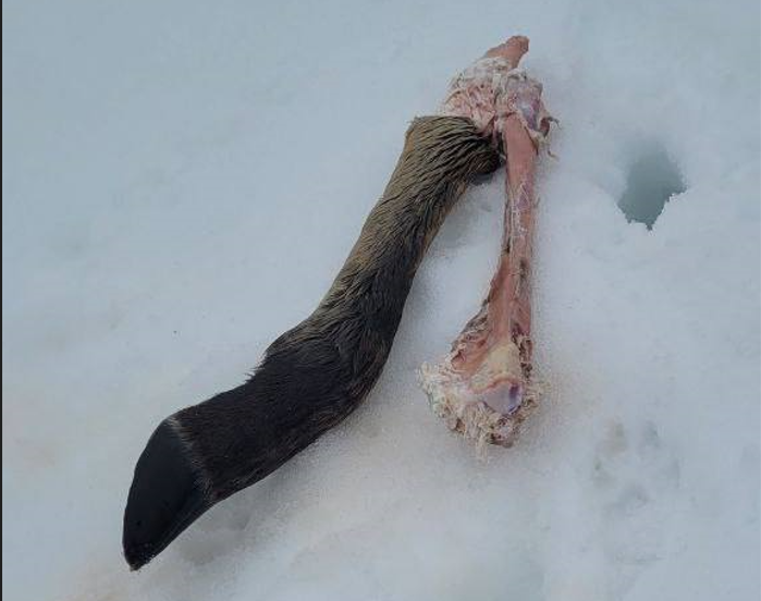 Дикари на снегоходах: переславцы просят прекратить охоту вблизи деревень