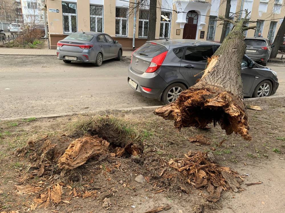 Упавшее дерево перекрыло улицу Флотская в Ярославле