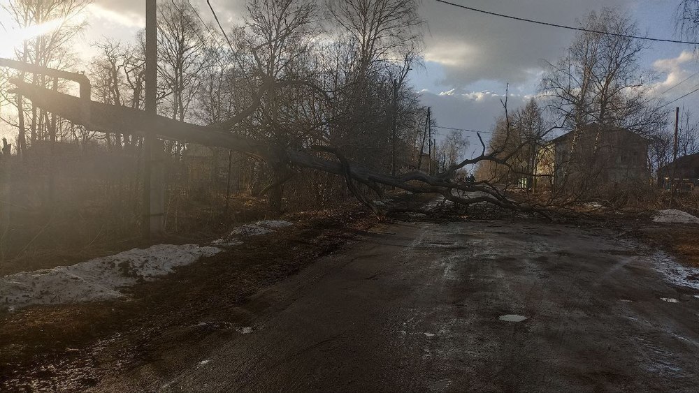 Власти Тутаева обещают помощь пострадавшему от упавшего дерева мальчику