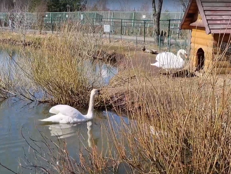 Лебедей из Ярославского зоопарка отправят в монастырь