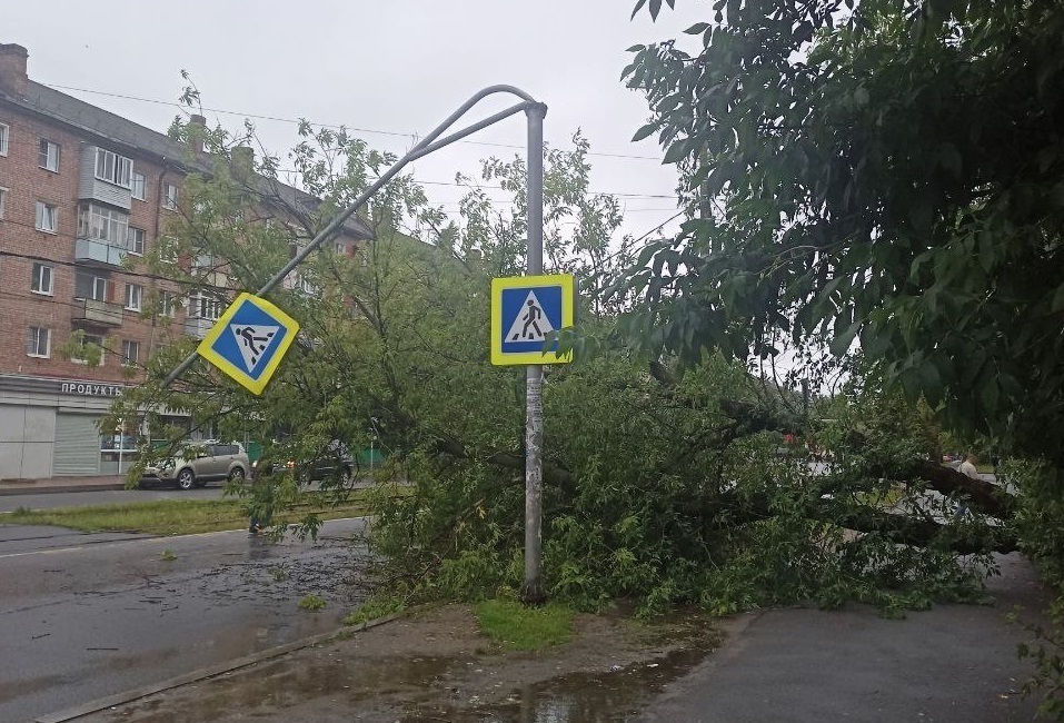 Ярославцев просят не укрываться под деревьями в пятничный шторм