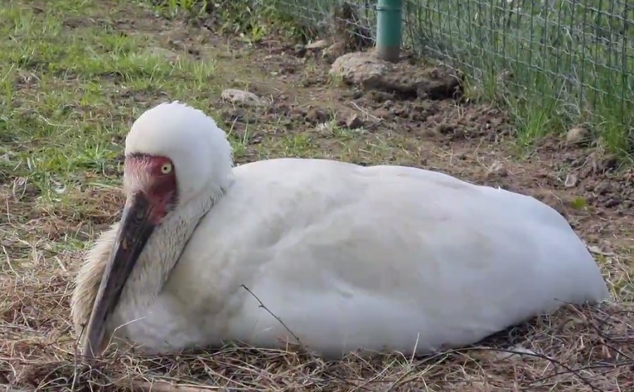 В Ярославском зоопарке стерхам подложили гусиные яйца