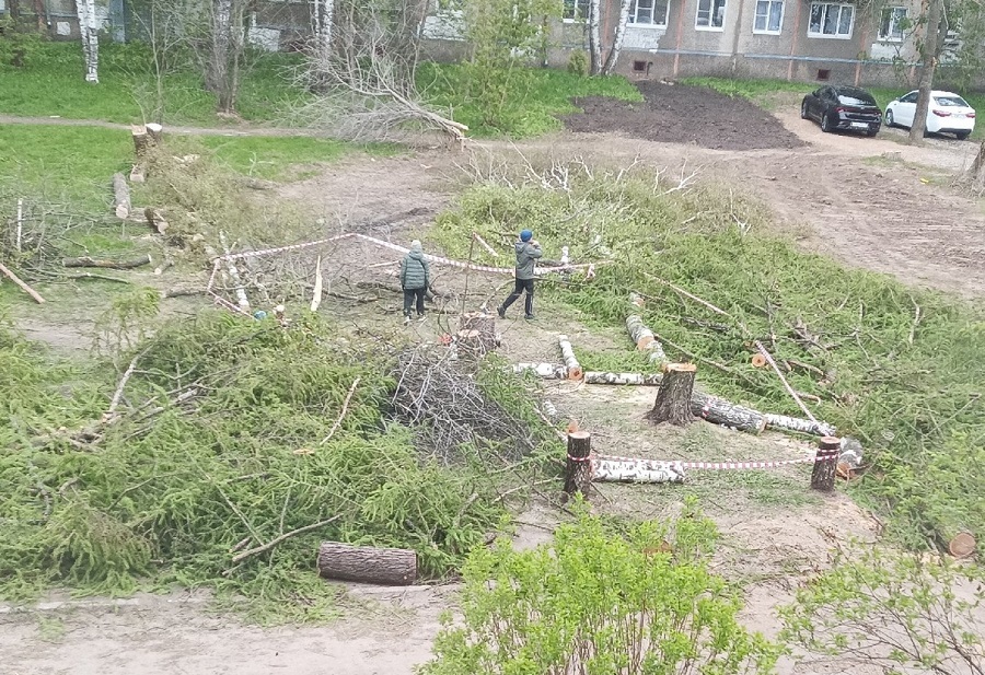 В ярославском дворе для организации парковки спилили лиственницы