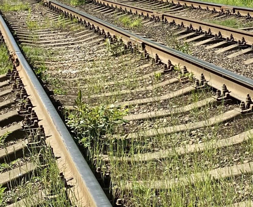 В Ярославской области пассажирский поезд сбил лося