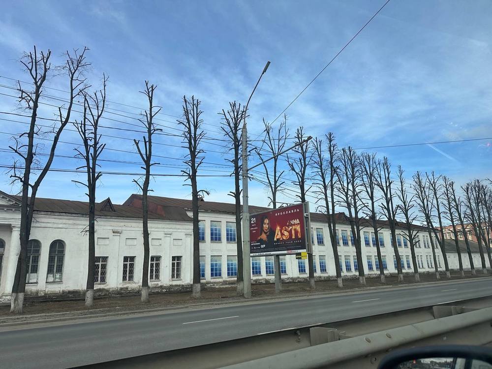 В Ярославле объяснили вырубки деревьев на Московском проспекте