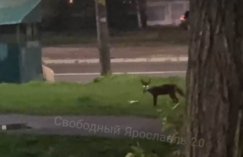 В Ярославле заметили лису