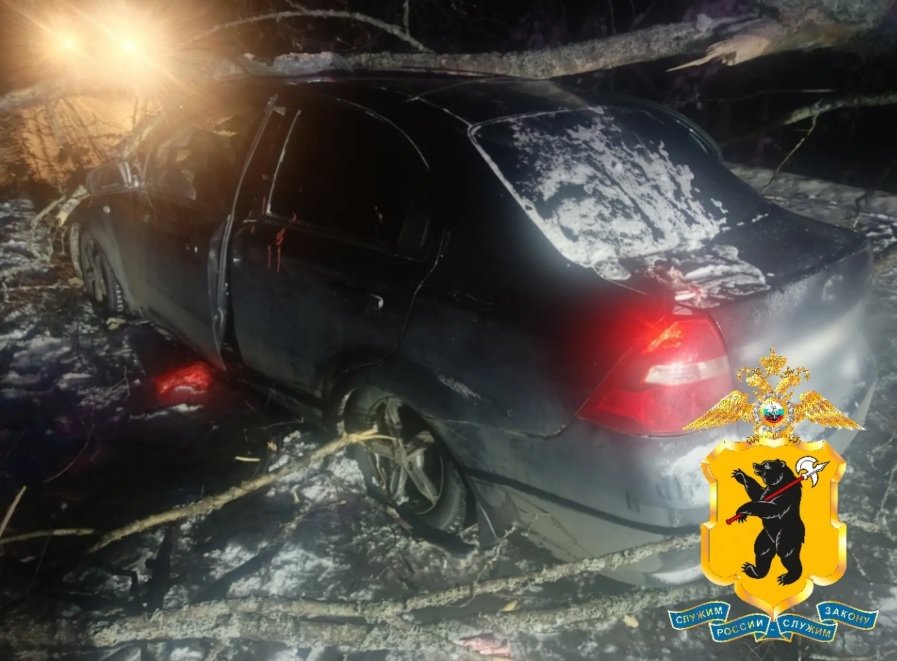 Под Рыбинском иномарка въехала в упавшее на дорогу дерево