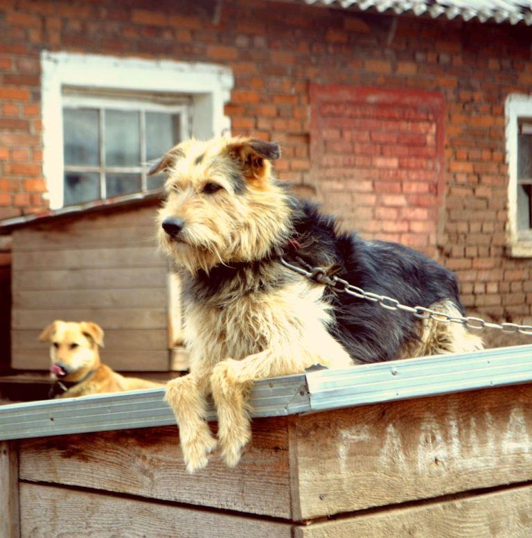 В Ярославле прошли волонтерские старты с собаками «Прикоснись к сердцу»