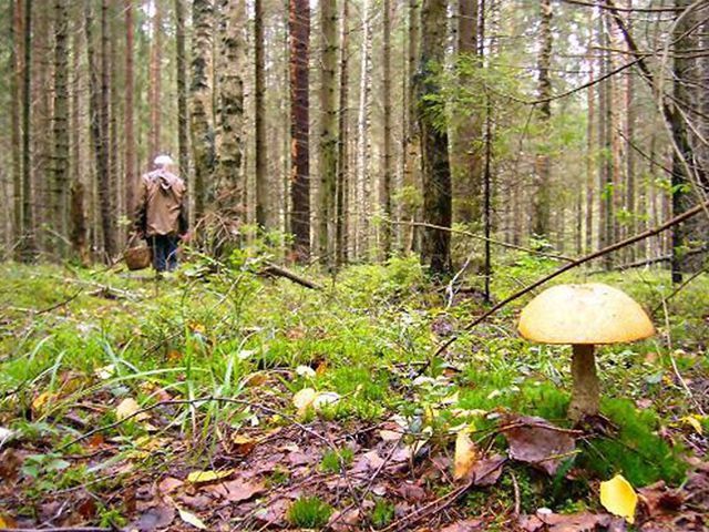 Прокуратура Ярославской области вернула государству более шести тысяч гектаров леса