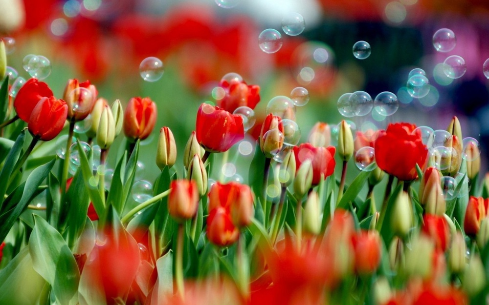 Весной в Ярославле зацветут тюльпаны на миллион рублей