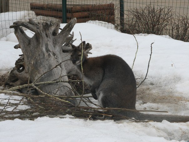 В ярославском зоопарке кенгуренок Беннета готов к знакомству с гостями