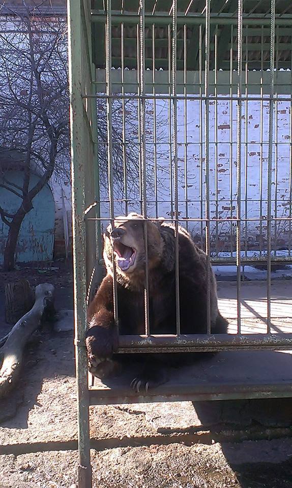 В Ярославском музее-заповеднике проснулась медведица Маша