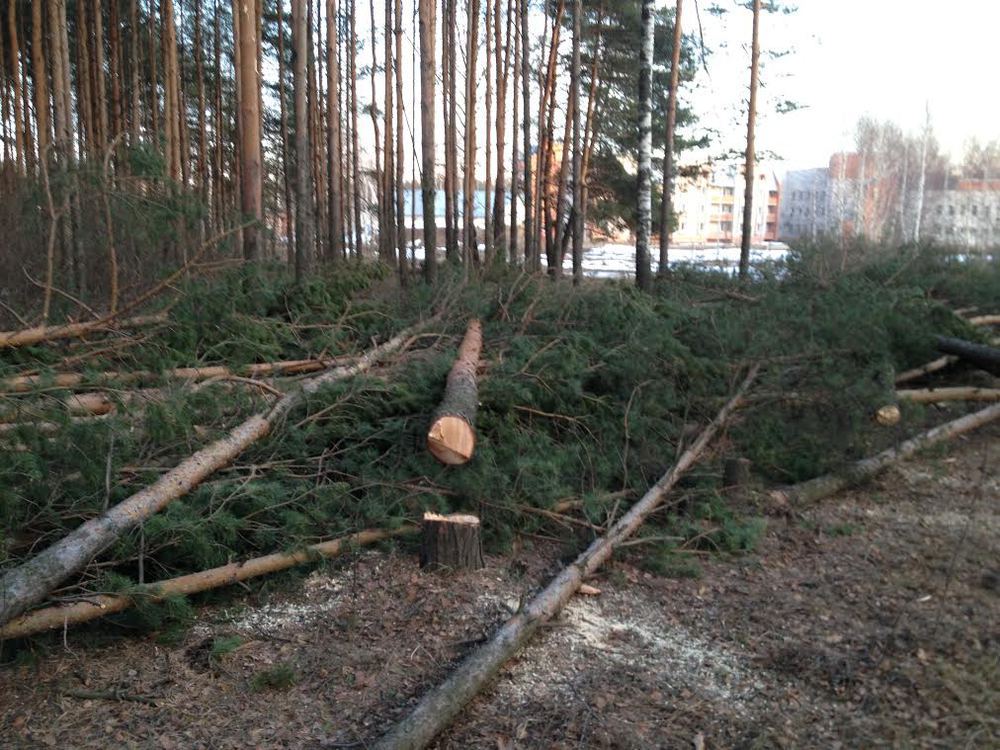 В Ярославле вырубают зеленые насаждения