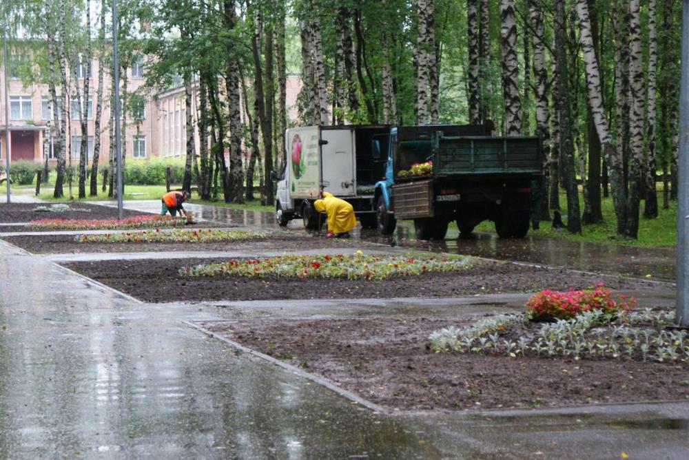 В Заволжском районе Ярославля  высадили четыре тысячи цветов 