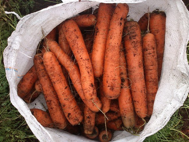 В Брейтовском районе безработная из Некоузского воровала морковь