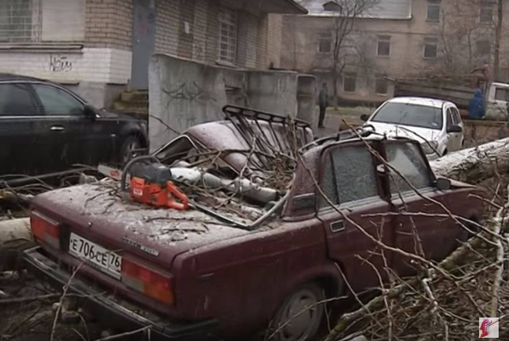 В Ярославле дерево упало на припаркованные автомобили