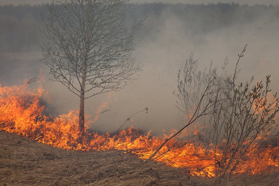 Лесные пожары видео. Низовой Лесной пожар. Устойчивый низовой Лесной пожар. Беглый низовой пожар. Виды низовых лесных пожаров.