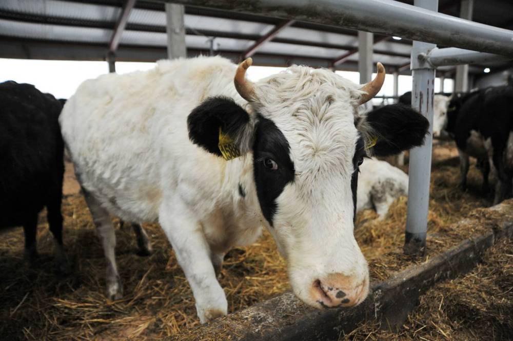  В Ярославской области открыли новую молочно-товарную ферму