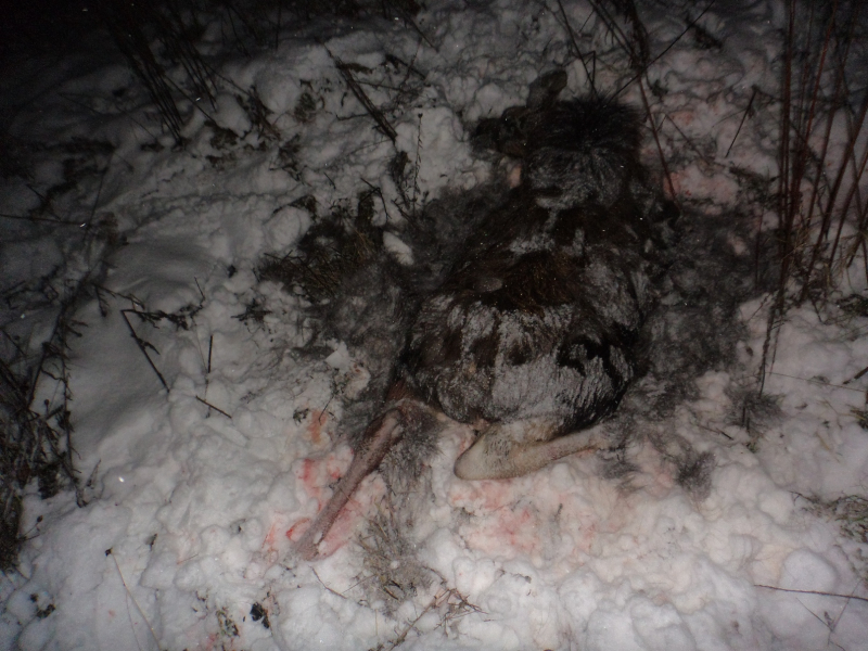 Ярославец, подстреливший двух лосей, стал фигурантом уголовного дела
