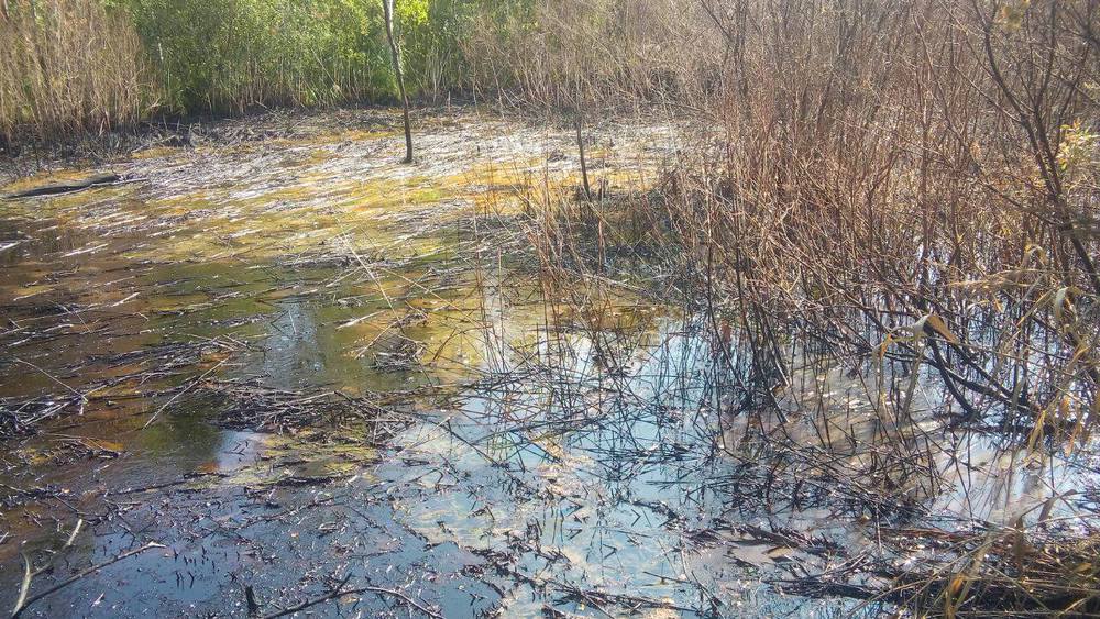 Правительство Ярославской области признало факт загрязнения нефтепродуктами водоема в Красноперекопском районе