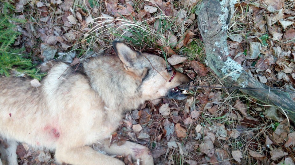  За помощь в поимке живодеров, убивших собачью семью под Переславлем, обещано вознаграждение 