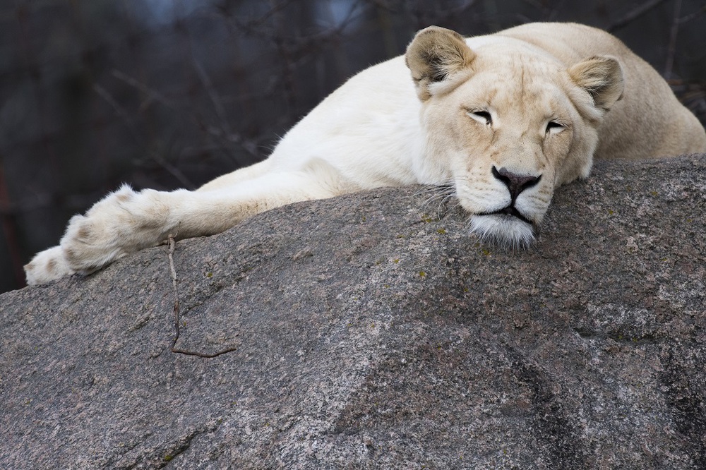 В Ярославском зоопарке умерла белая львица?