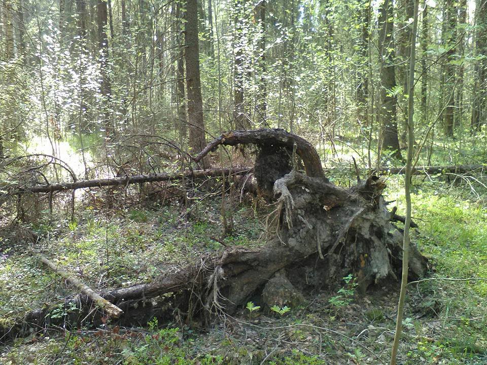 Пилим валежник