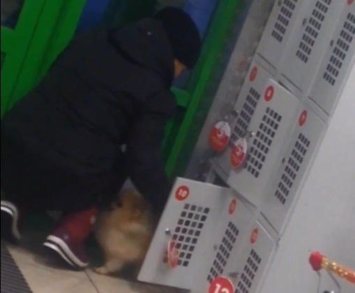 В Рыбинске посетительница магазина заперла собачек в камере хранения: видео