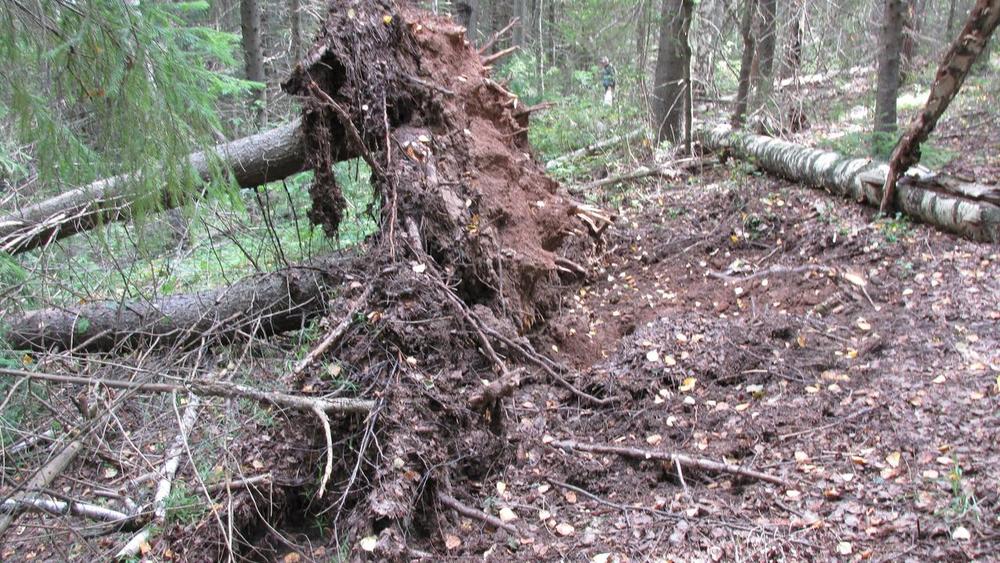 В лесах Ярославской области запретили собирать поваленные ветром деревья