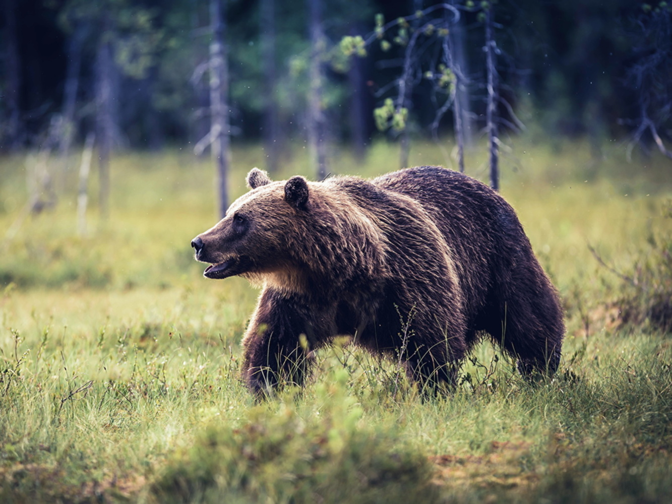 Жители Переславля обеспокоены слухами о нападении медведей