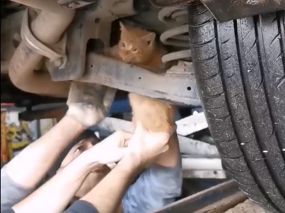 Чудесное спасение котенка в ярославском автосервисе: видео