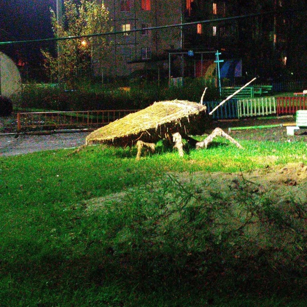 Детский сад в Ярославле: «Это не таракан, это светлячок!»