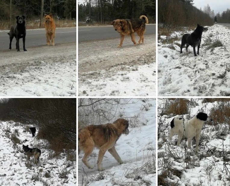 Скандально известный приют в Ярославской области выкинул сотни собак в Подмосковье? 